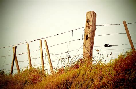 Free Images : tree, nature, grass, light, fence, post, sunset, sunlight, morning, leaf, wire ...