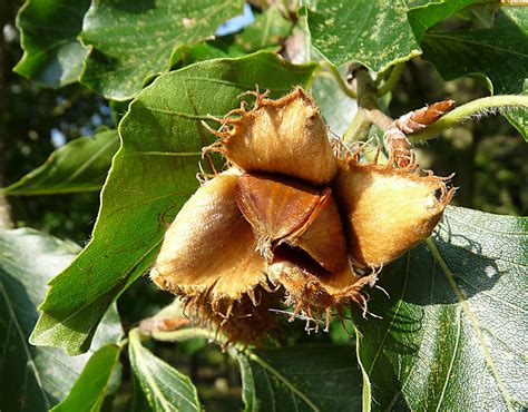 Beech nut | Anyone remember beechnut chewing gum? | Hornbeam Arts | Flickr