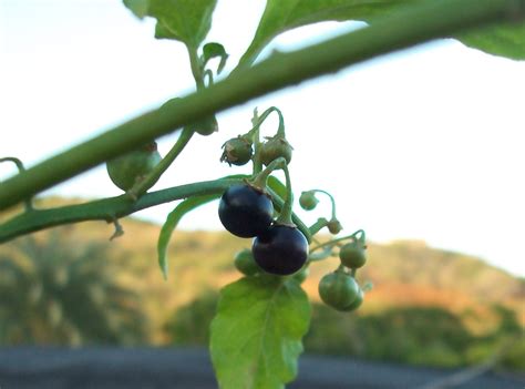 Hierba mora (Solanum nigrum Linn)