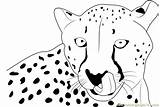 Cheetah Face Coloring Page For Kids  Free Printable sketch template