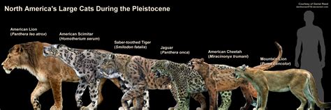 Size Comparison... - Prehistoric Life in the Phanerozoic Eon