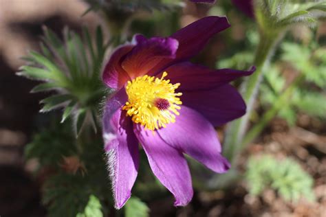 Pulsatilla detail Free Photo Download | FreeImages