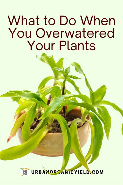 Overwatering Plants Signs in 2021 | Overwatering plants, Plant signs, Planting succulents