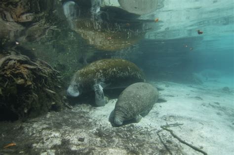 Kayaking with Manatees Kayak with a Manatee