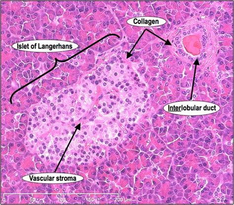 Histology - Pancreas - Endocrine pancreas: alpha & beta cells of the ...