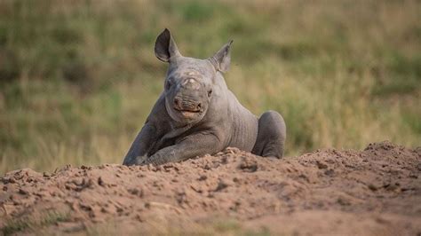 Rare baby rhino born at Chester Zoo has 'big personality' and 'bundles ...