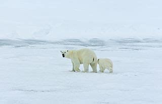 Polar Climate Facts: Lesson for Kids | Study.com