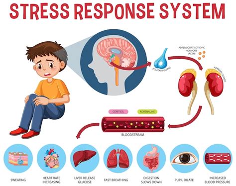 Free Vector | Stress response system scheme