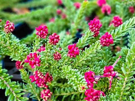 Grevillea lanigera Mt Tamboritha | Wholesale Nursery - Nurseries in Melbourne, Sydney & Brisbane ...