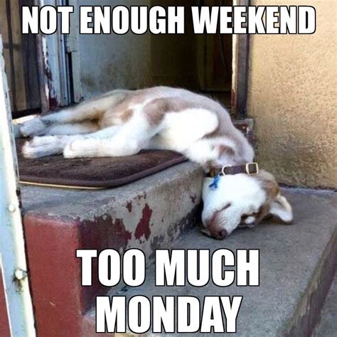 #mondaymotivation | Dog quotes funny, Dog quotes, Funny husky meme