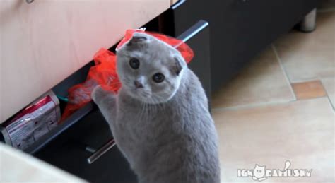 Sneaky Cat Looks Guilty When Caught Opening Drawer