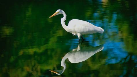 Great Blue Heron Flying · Free Stock Photo