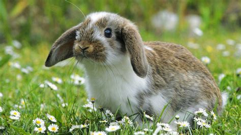 Spring Bunny Wallpapers - Top Free Spring Bunny Backgrounds ...