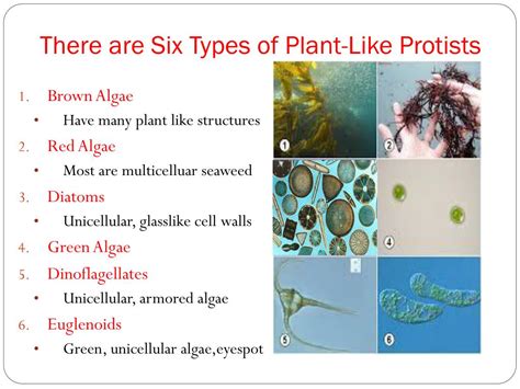 PPT - Protists and Fungi PowerPoint Presentation, free download - ID:2299860