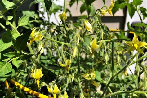 Should You Pinch Off Tomato Plant Flowers? - Tomato Geek