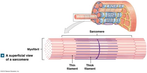 Sarcomere Structure | Anatomy and physiology, Physiology, Education