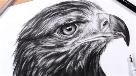 How to Draw Feathers: Drawing a Realistic Eagle Head - YouTube