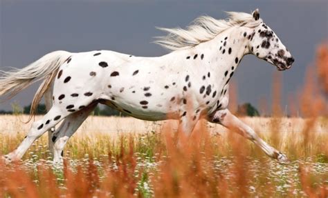 10 of the Rarest Horse Breeds in the World | HenSpark