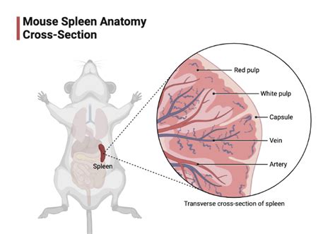 Mouse Spleen Anatomy Cross-Section | BioRender Science Templates