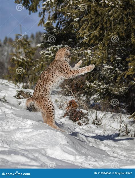 Siberian Lynx Cub stock image. Image of siberian, mammal - 112994361