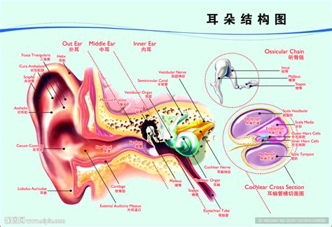 耳朵结构图耳外耳中耳内耳骨耳道设计图__广告设计_广告设计_设计图库_昵图网