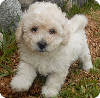 Cookie | Adopted Puppy | La Habra Heights, CA | Cockapoo/Poodle (Miniature) Mix