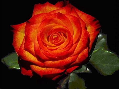 ecuador-roses | Flickr - Photo Sharing!