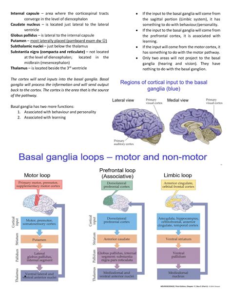 SOLUTION: Basal ganglia - Studypool