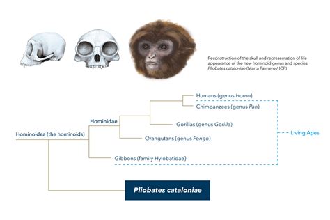 Extinct Ape Species Resets the Scale on Humans’ Ancestors | GW Today ...