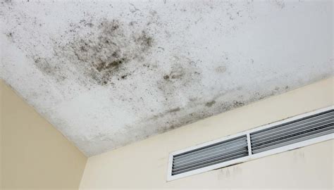 What Does Mold Smell Like? How To Pinpoint the Odor - Pure Environmental