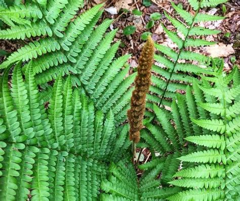 Deer Resistant Ferns: The Top Five Picks — Gardening, Herbs, Plants, and Product Reviews