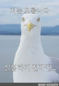 Create meme "Seagull (Seagull , Seagull , seagull )" - Pictures - Meme ...