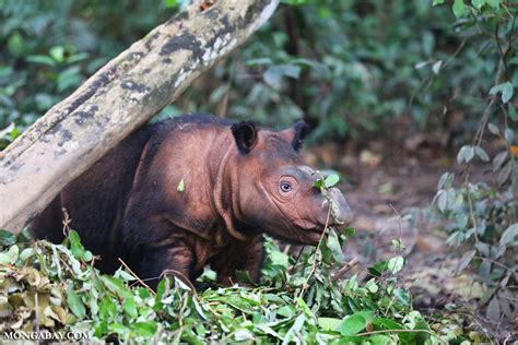 New estimate of less than 50 Sumatran rhinos shows perilous population drop