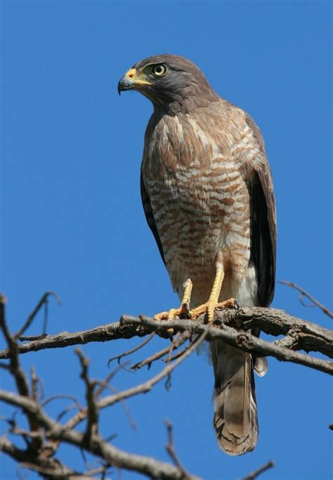 Buteo - Alchetron, The Free Social Encyclopedia