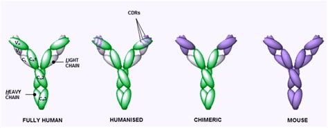 Chimeric vs. Humanized Antibodies - Understanding the Similarities