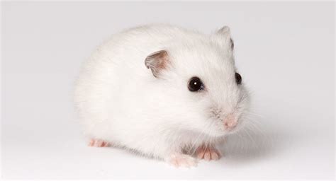 Winter White Hamster Facts - Everything You Need To Know