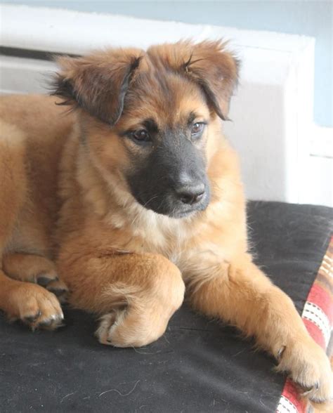 Meet Asher, a Petfinder adoptable Belgian Shepherd Tervuren Dog ...