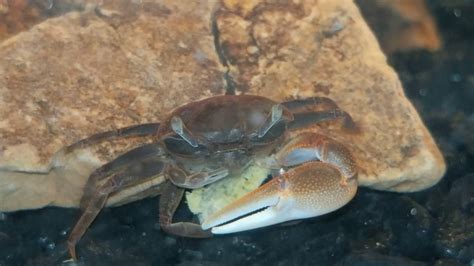 Happy fiddler crab eating an algae disc - YouTube