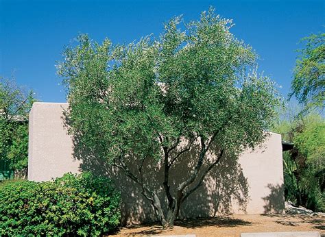 Fruitless Olive Tree Front Yard Landscaping, Landscaping Ideas, Garden ...