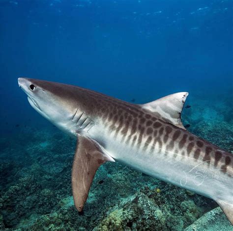 Decline in tiger shark population defies expectations - Griffith News