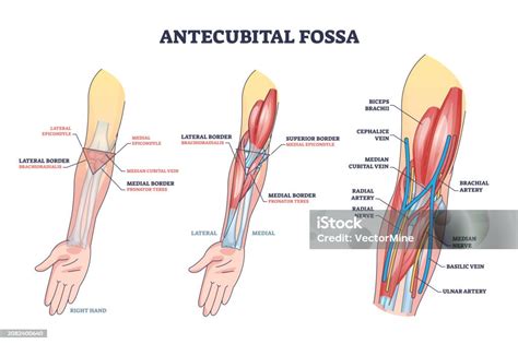 Antecubital Fossa Anatomy With Human Hand Structure Outline Diagram Stock Illustration ...