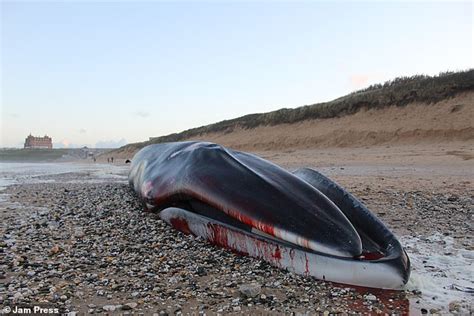 Experts warn whale carcass is about to explode on beach in Cornwall ...