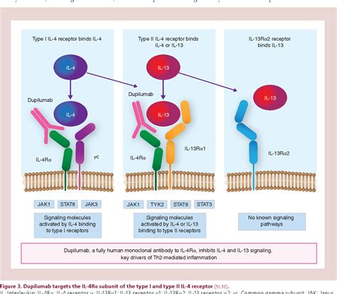 Drug evaluation review: dupilumab in atopic dermatitis. | Semantic Scholar