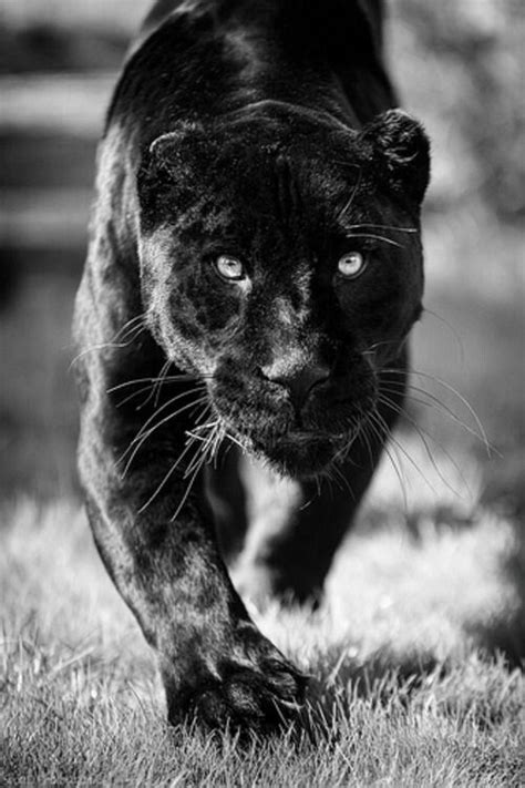 Stalking Prey Large Cats, Big Cats, Cats And Kittens, Black Animals, Animals And Pets, Cute ...