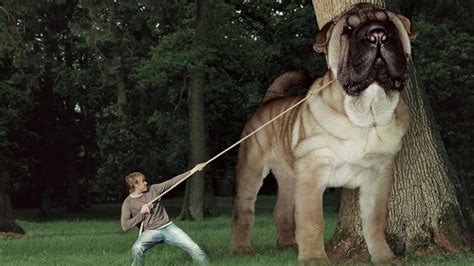 Top 10 Biggest Dogs In the World - biggest dogs in the world - YouTube