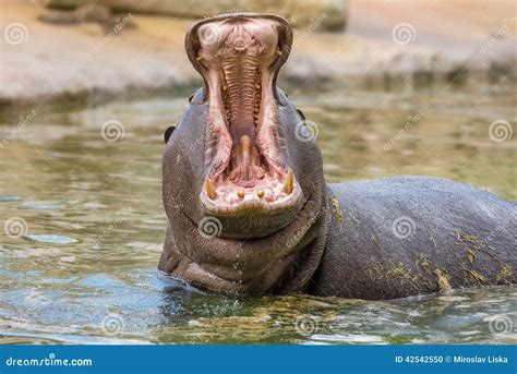 Hippo (Hippopotamus Amphibius) Stock Photo - Image of herbivore, angry: 42542550