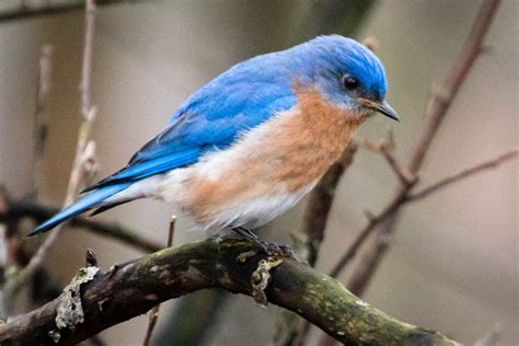 How community action has sent a bird population soaring skyward | Blue ...