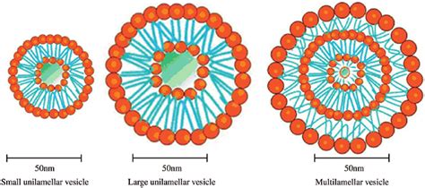 Schematic representation of the three different types of liposomes ...