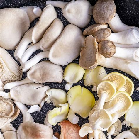 Oyster Mushrooms - Give Recipe