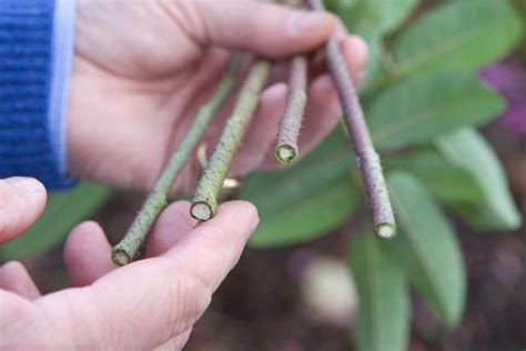 How To Take Rose Cuttings - BBC Gardeners World Magazine